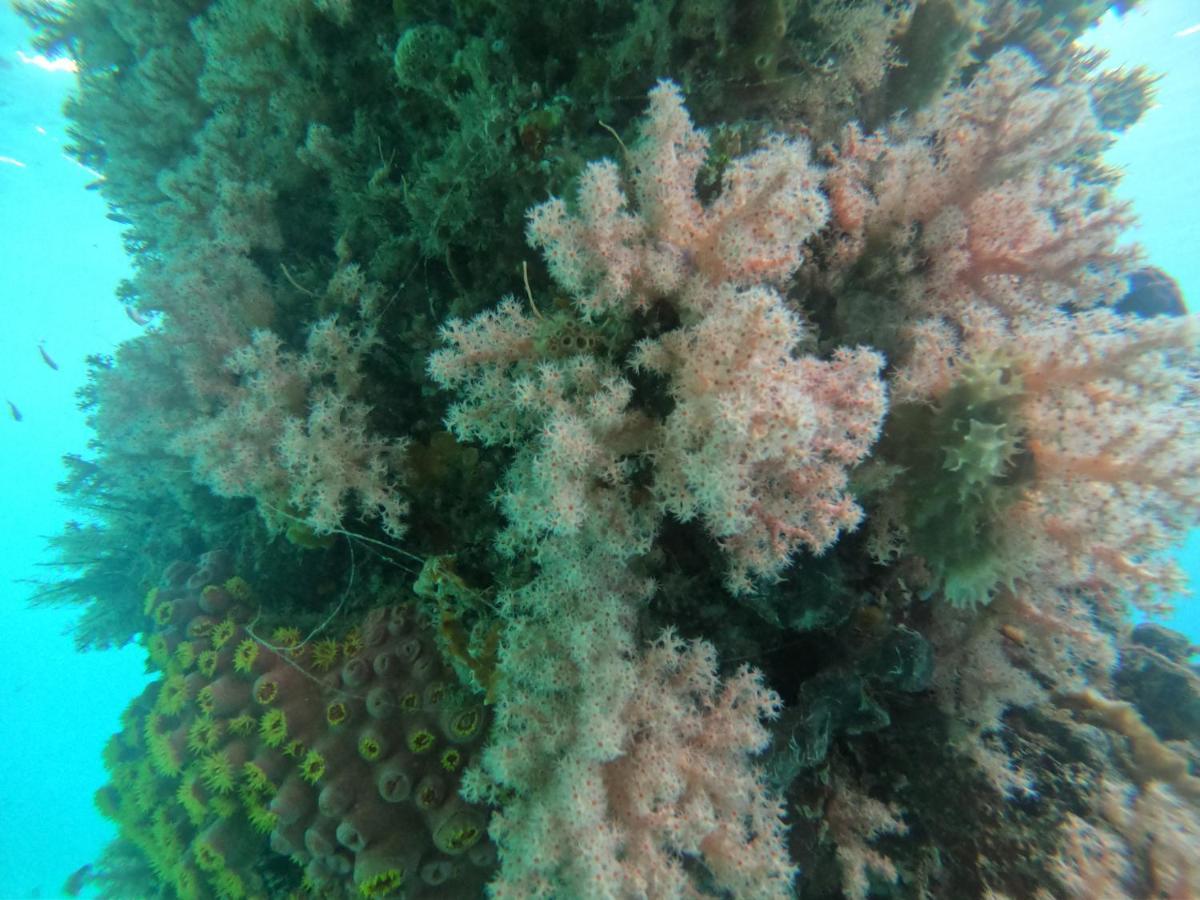 Meos Ambower Homestay Raja Ampat Fam Dış mekan fotoğraf